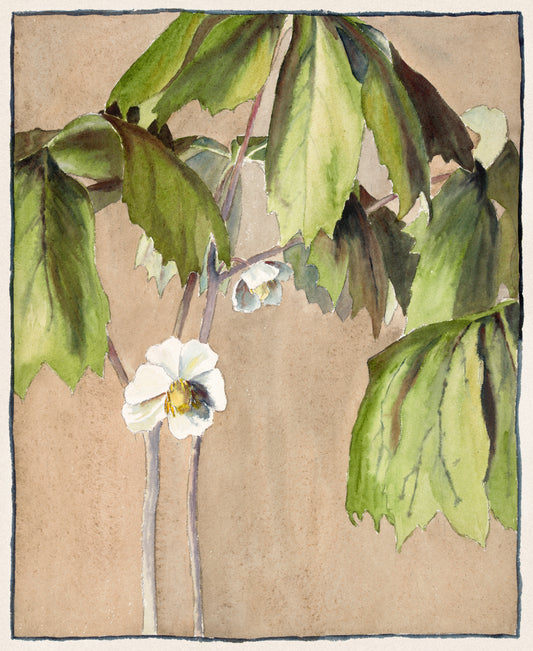 May Apple (1915) by Hannah Borger Overbeck